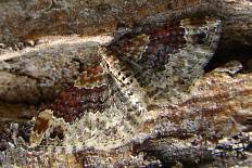 Ancylodes gigantella - Gebänderter Labkrautspanner (Heller Rostfarben-Blattspanner, Gebänderter Labkraut-Blattspanner)